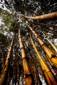 Bambusový háj v Guangzhou